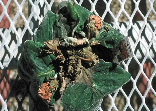 ασθένειες gloxinia