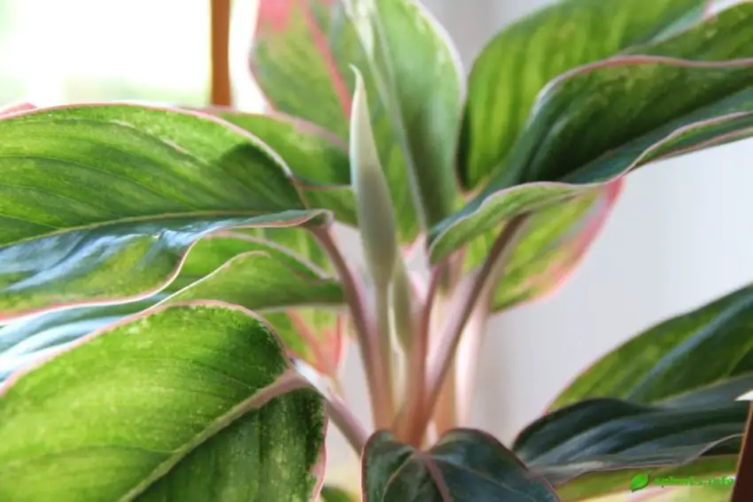 aglaonema mottled