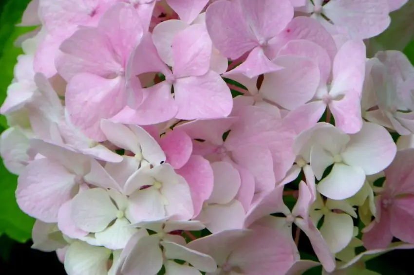 Hydrangea meotericum Μαγικό κερί 