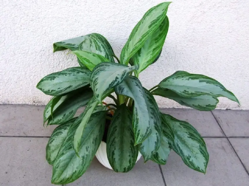 aglaonema fickle 