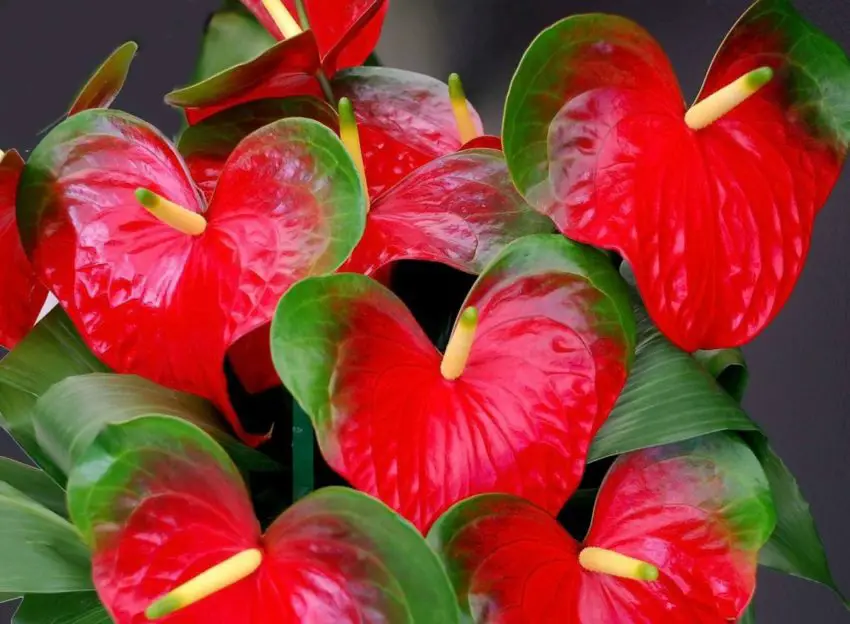 anthurium andre