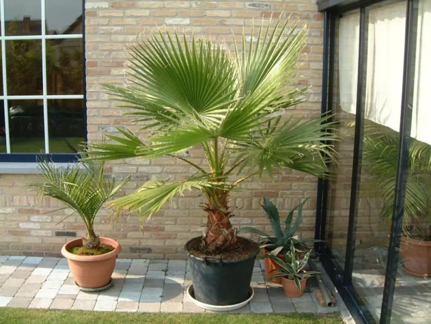 washingtonia από σπόρο 