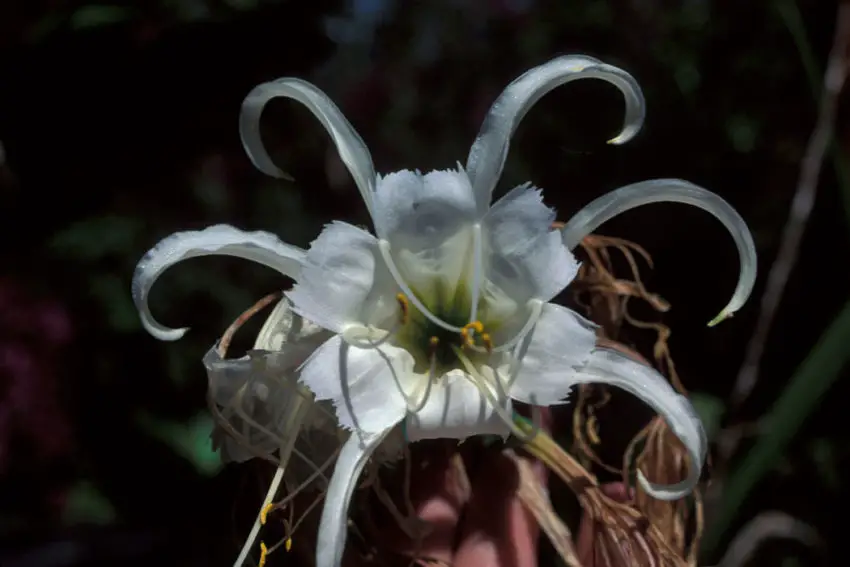 Hymenocallis αυξάνεται