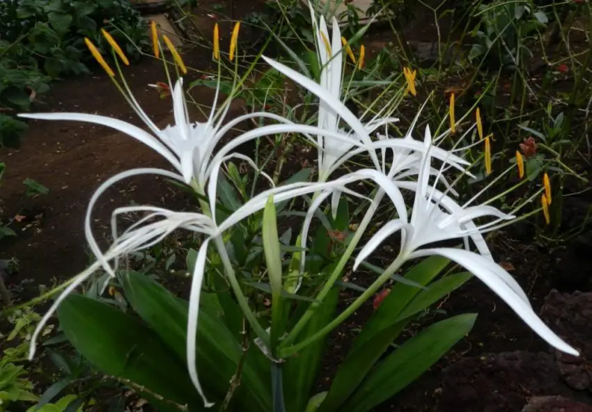 Φροντίδα Hymenocallis στο σπίτι 