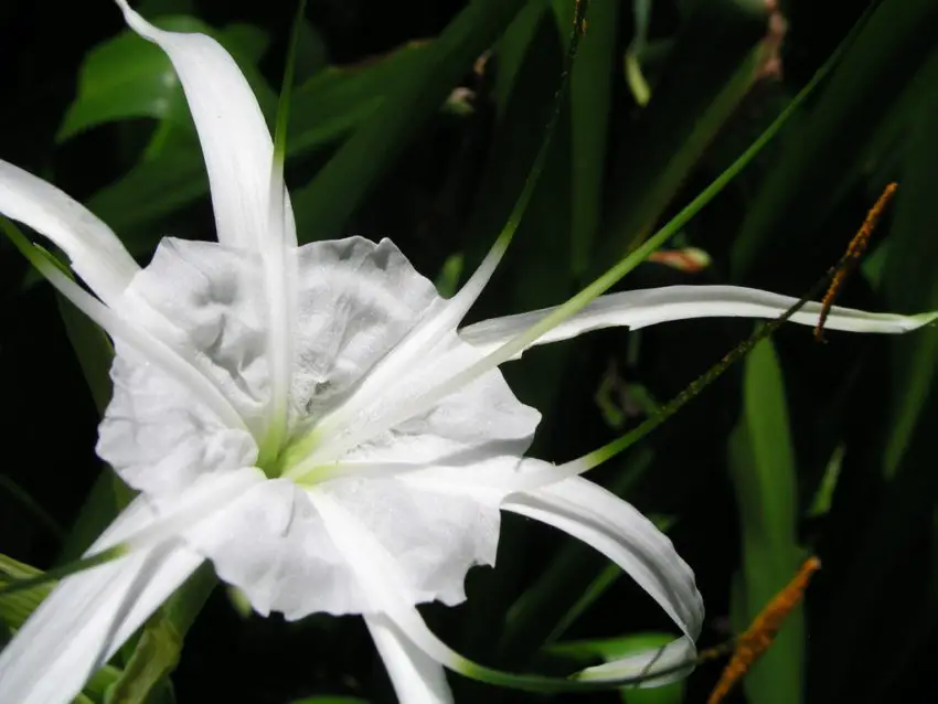 Πώς να φροντίσετε το Hymenocallis στο σπίτι