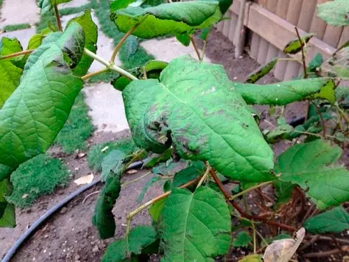 Hydrangea rosea ορτανσία καλλιέργεια