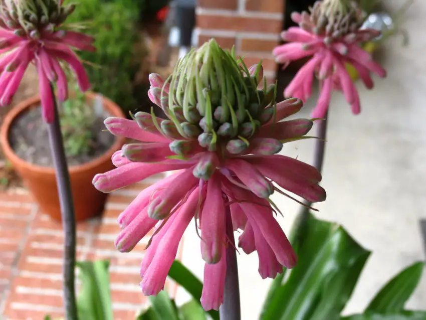 veltheimia φωτογραφία