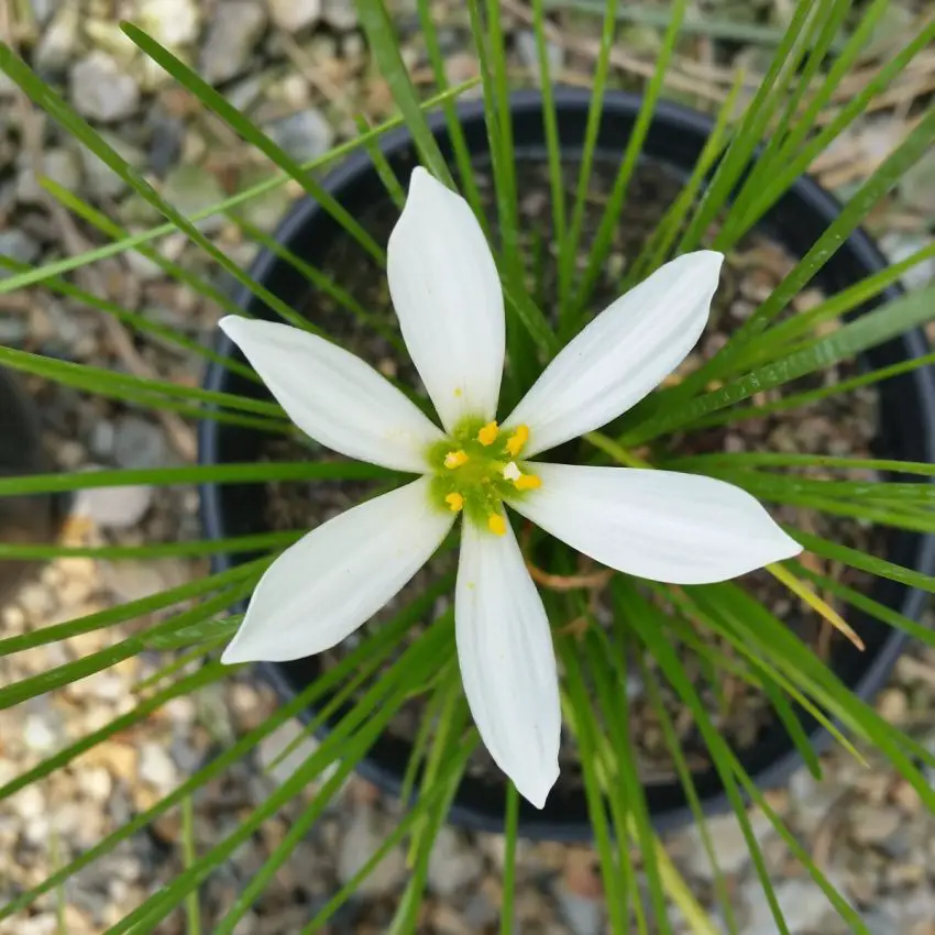 Zephyranthes: συνθήκες για τη διατήρησή τους στο σπίτι